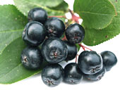 Aronia
